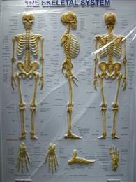3D Anatomical Chart SKS.JPG