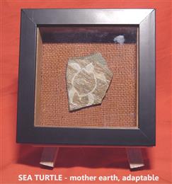 Petro Frame _ sea turtle.jpg